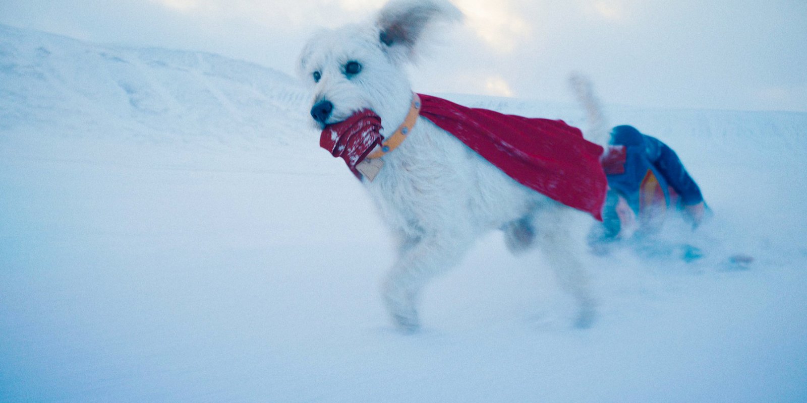 Superman and Krypto